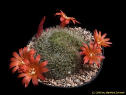 Rebutia spec. J206 1726